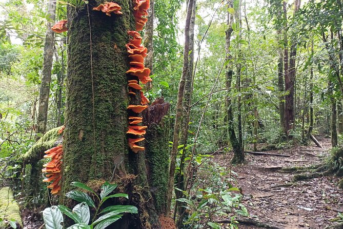 Aural Mountain Trek: Cambodia Tallest Peak Challenge - Day 3: one last jungle night under the trees and the return to Phnom Penh