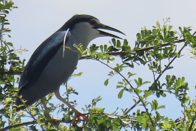 Beyond The Oudong Temple and Birdwatching in Phnom Penh - Birdwatching Day Starts in the Dark, Ends with Oudong Views