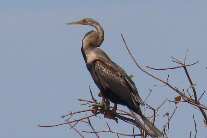 Beyond The Oudong Temple and Birdwatching in Phnom Penh - First Birding Stop: Countryside Ponds and the Fast-Spot Guide Style