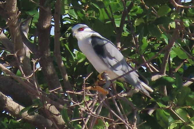 Beyond The Oudong Temple and Birdwatching in Phnom Penh - Coffee and Fruit Break: A Real Pause for Wetland Watching