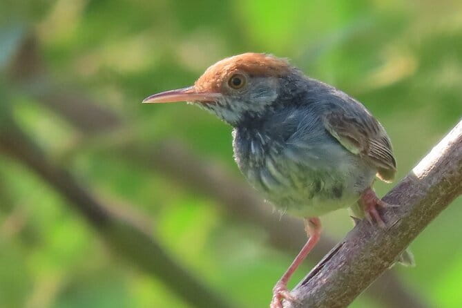 Beyond The Oudong Temple and Birdwatching in Phnom Penh - The 5:30–6:00 am Start: How to Make It Comfortable