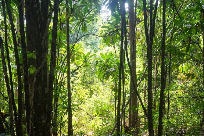 Kirirom National Park Private Day Tour from Phnom Penh - Climbing Into Kirirom: Pine Forests, Views, and the 675-Meter Moment