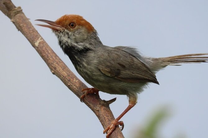 Phnom Penh Birding Experience and Brunch - Key things I found most compelling