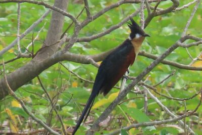 Phnom Penh Birding Experience and Brunch - Areyksat Dock and the Ferry Crossing: City-to-Wetland in One Move