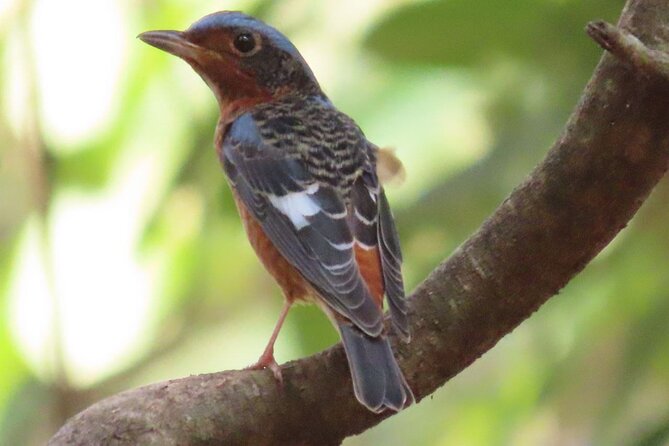 Phnom Penh & Kirirom National Park Birds Tour - Key highlights you’ll notice right away