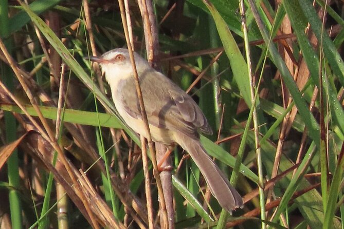 Phnom Penh & Kirirom National Park Birds Tour - Chambok Home Stay: Mekong ferry crossing and lake-edge birding