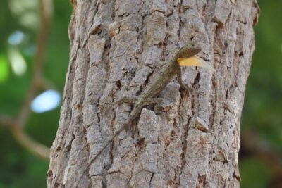 Phnom Penh & Kirirom National Park Birds Tour - Kirirom National Park sunrise: forest birds at an easy pace
