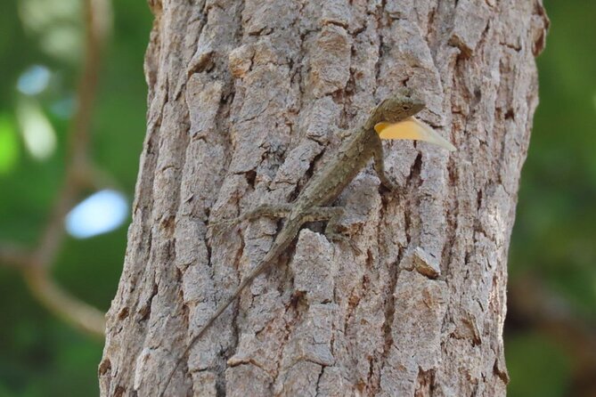 Phnom Penh & Kirirom National Park Birds Tour - Kirirom National Park sunrise: forest birds at an easy pace