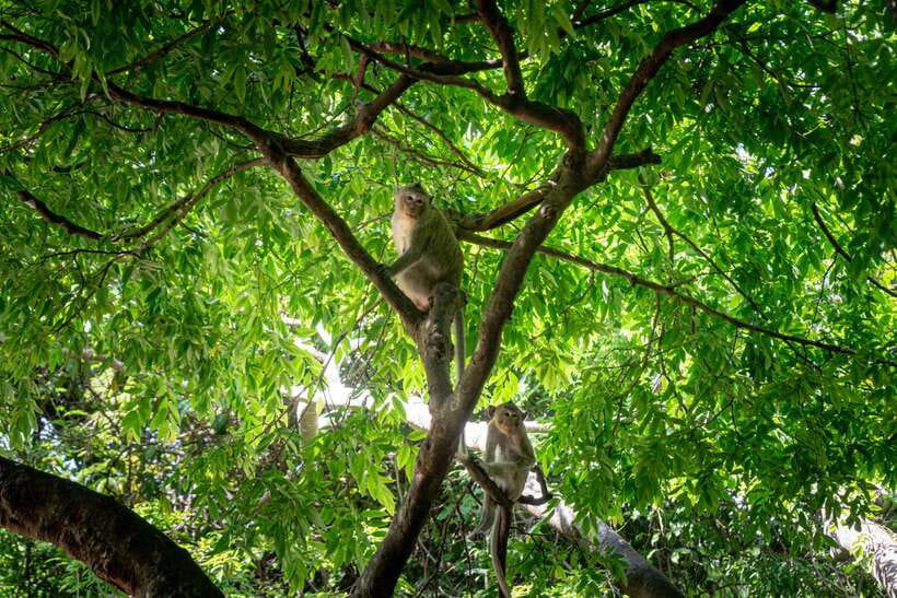 Phnom Penh: Phnom Oudong & Koh Chen Village - Lunch include - The climb to the stupa: views are the reward, not the trap