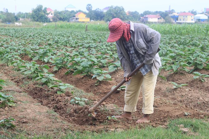 Silk Island & countryside of Phnom Penh by Tuk Tuk - On the road to Silk Island: ginger, vegetables, and working farms
